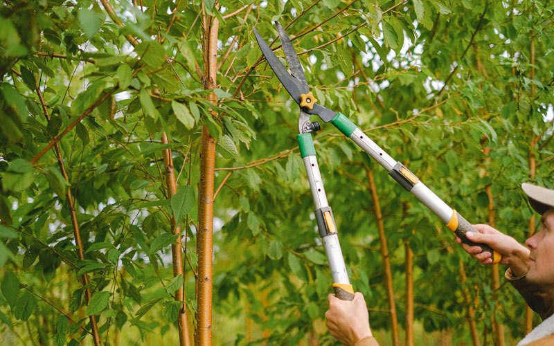 Tree trimming in Walton, NY